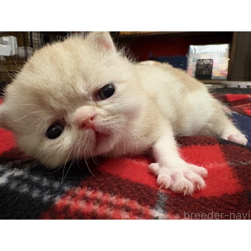 販売中の愛知県のエキゾチックショートヘア-133751の4枚目