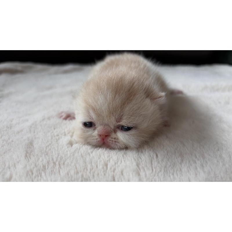 販売中の愛知県のエキゾチックショートヘア-133751の3枚目