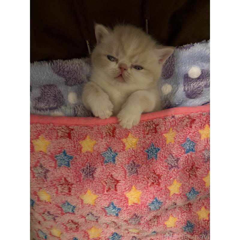 販売中の愛知県のエキゾチックショートヘア-133751の2枚目