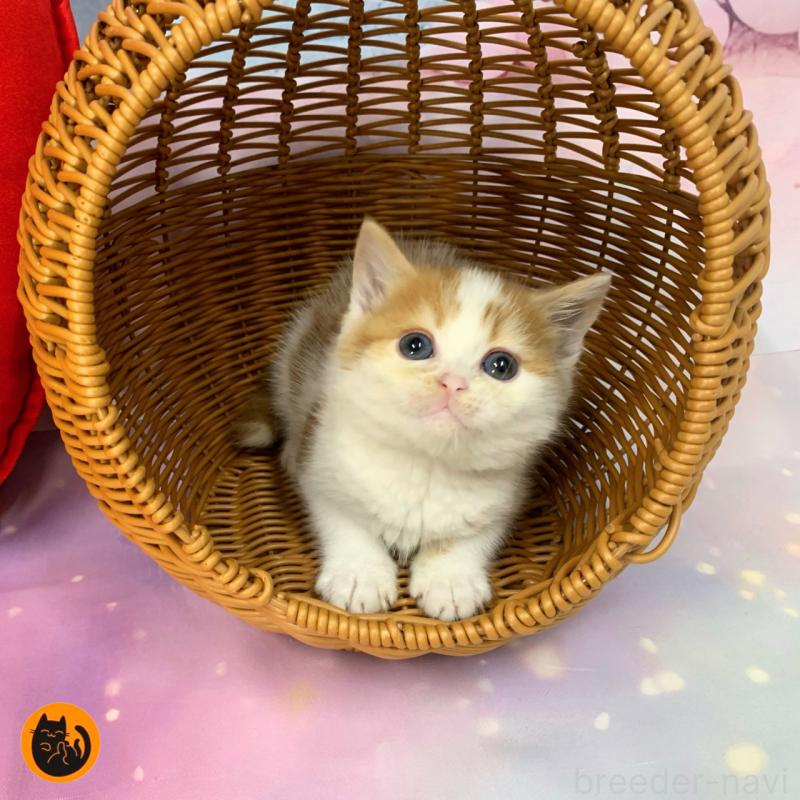 販売中の大阪府のスコティッシュフォールド-132001