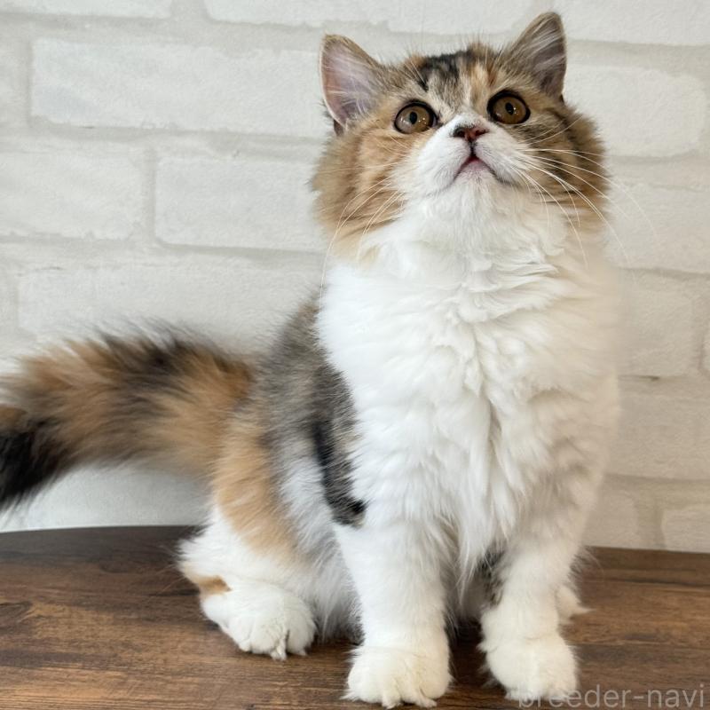 成約済の大阪府のマンチカン(短足)-130323の10枚目