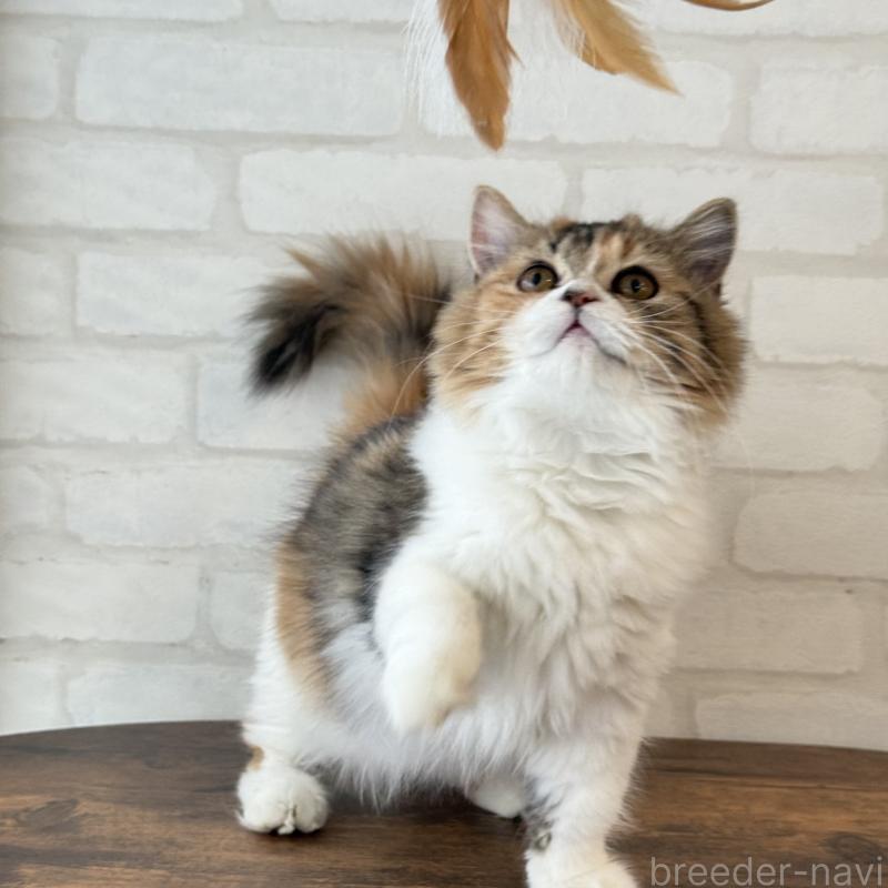 成約済の大阪府のマンチカン(短足)-130323の9枚目