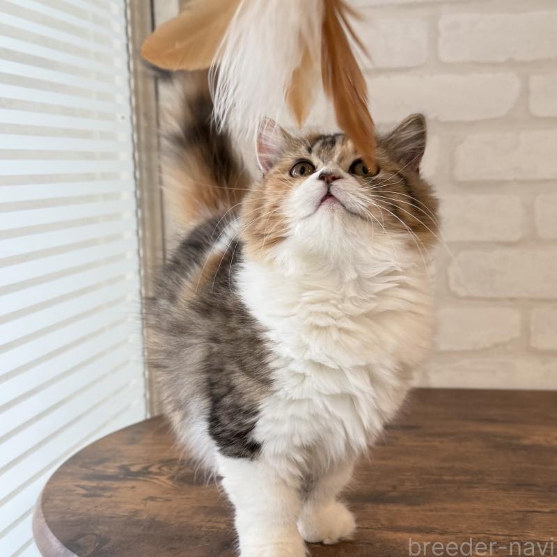 成約済の大阪府のマンチカン(短足)-130323の8枚目