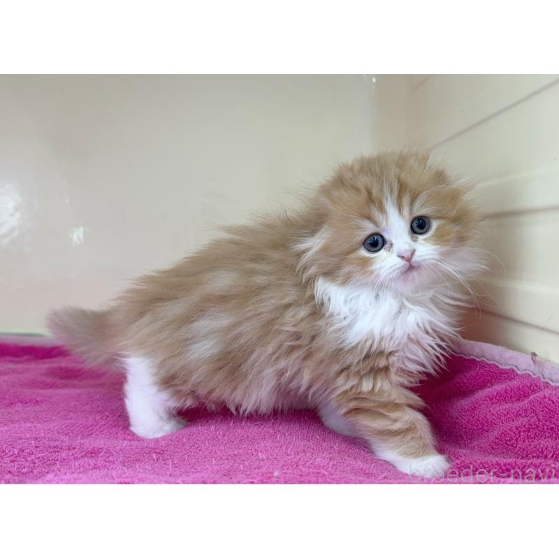 販売中の愛知県のスコティッシュフォールド(折れ耳)-131433