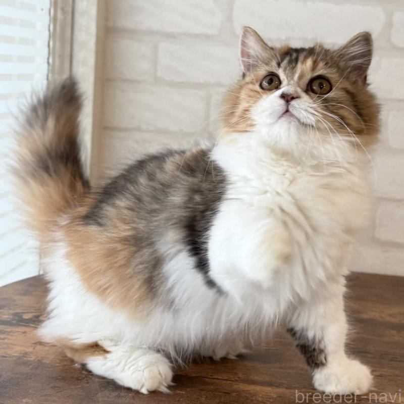 販売中の大阪府のマンチカン(短足)-130323