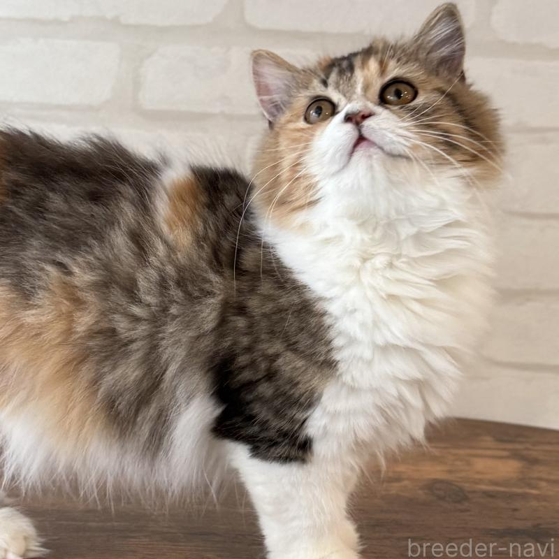 成約済の大阪府のマンチカン(短足)-130323の7枚目