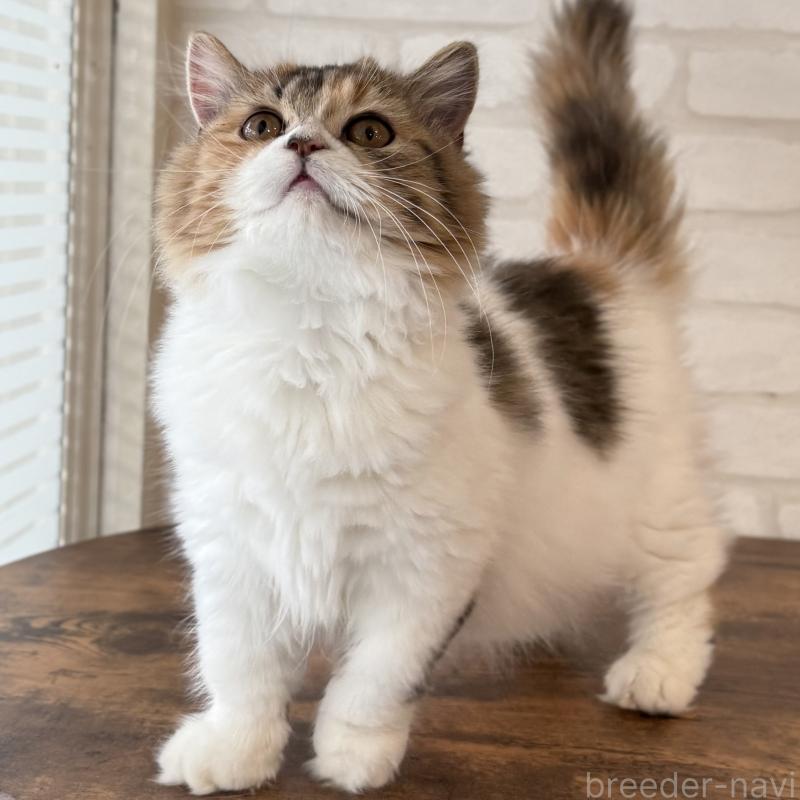 成約済の大阪府のマンチカン(短足)-130323の6枚目