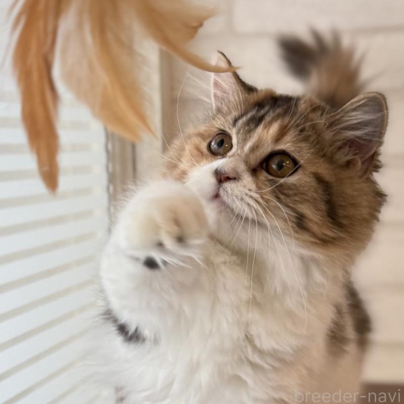 成約済の大阪府のマンチカン(短足)-130323の5枚目