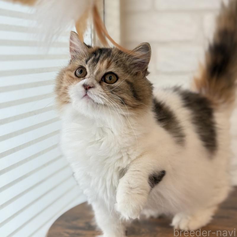 成約済の大阪府のマンチカン(短足)-130323の3枚目