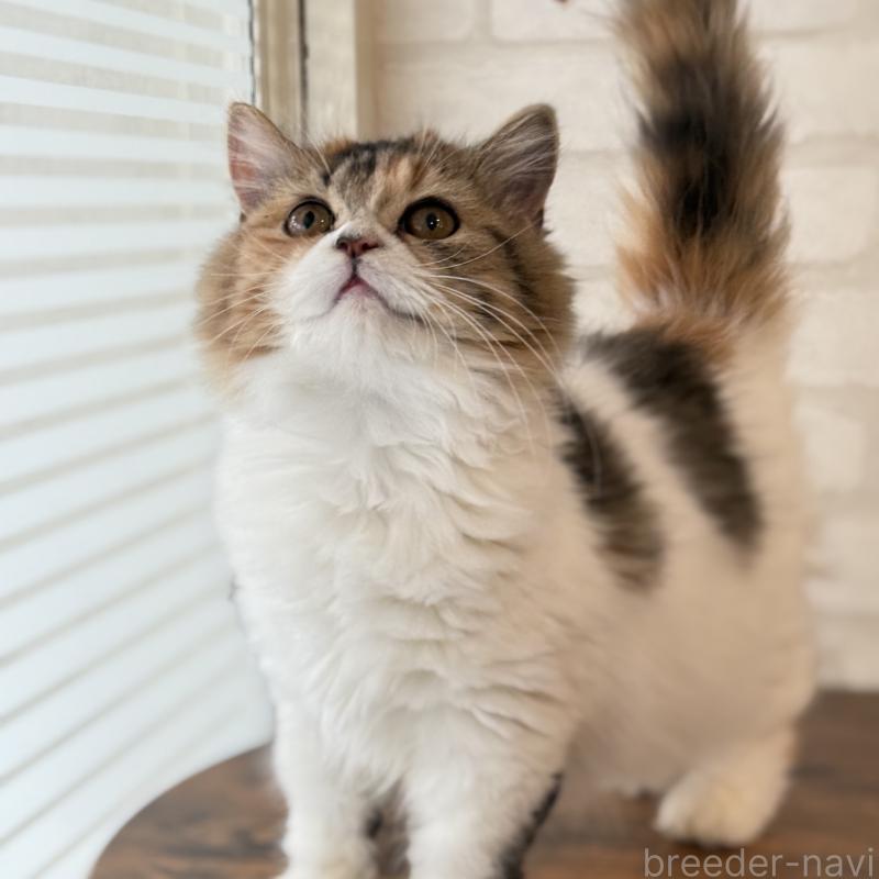 成約済の大阪府のマンチカン(短足)-130323の2枚目