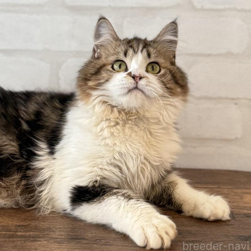 販売中の大阪府のマンチカン-121843の12枚目