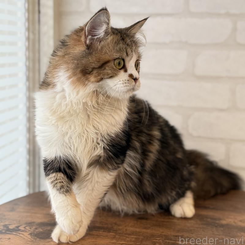 販売中の大阪府のマンチカン-121843の11枚目