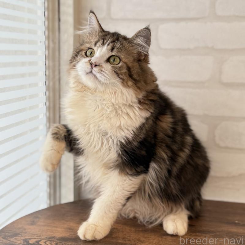 販売中の大阪府のマンチカン-121843の10枚目