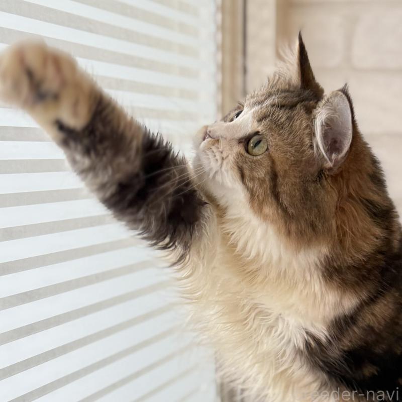 販売中の大阪府のマンチカン-121843の9枚目