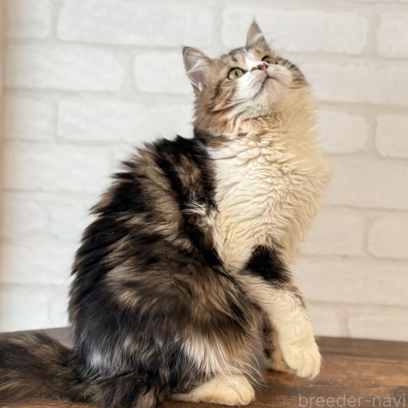 販売中の大阪府のマンチカン-121843の8枚目