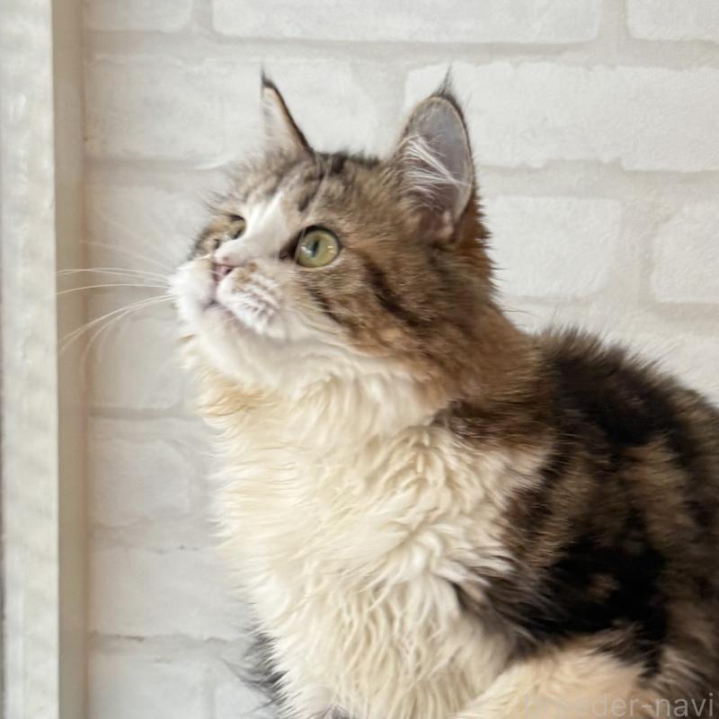 販売中の大阪府のマンチカン-121843の7枚目