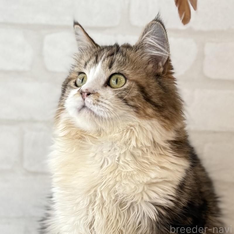 販売中の大阪府のマンチカン-121843