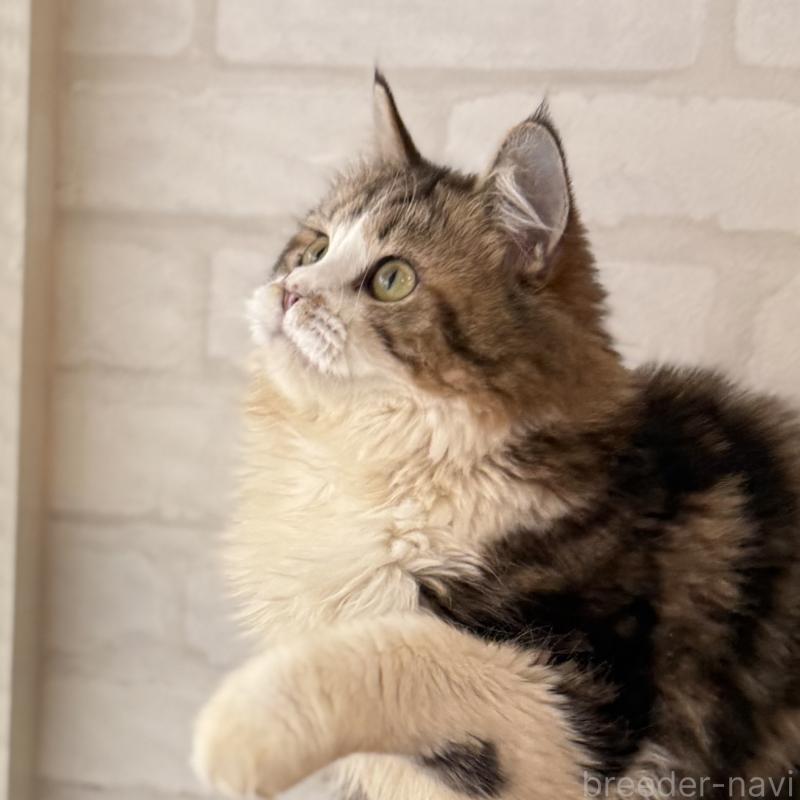 販売中の大阪府のマンチカン-121843の6枚目