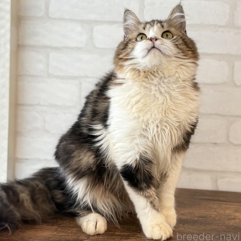 販売中の大阪府のマンチカン-121843の5枚目