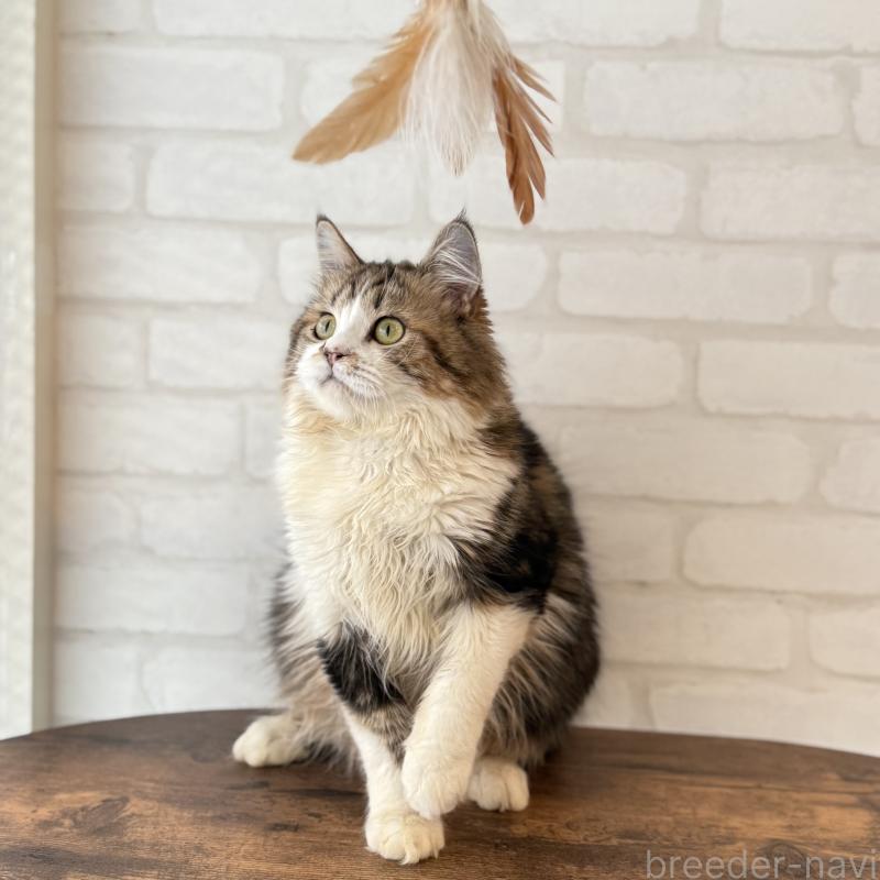 販売中の大阪府のマンチカン-121843の4枚目