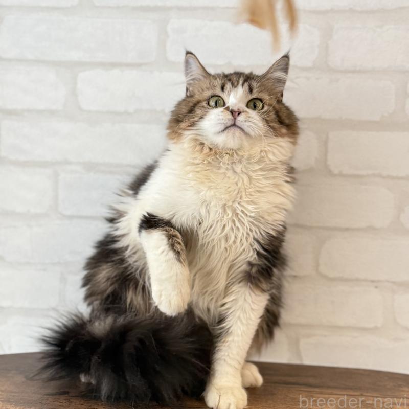 販売中の大阪府のマンチカン-121843の3枚目