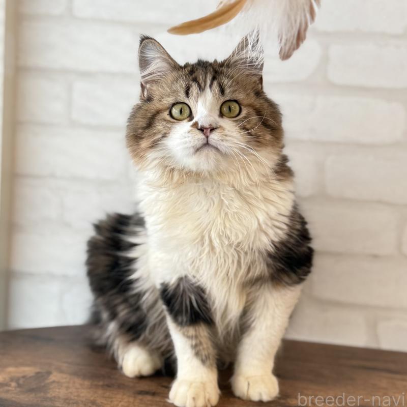 販売中の大阪府のマンチカン-121843の2枚目