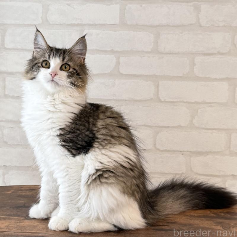 商談中の大阪府のサイベリアン-126975