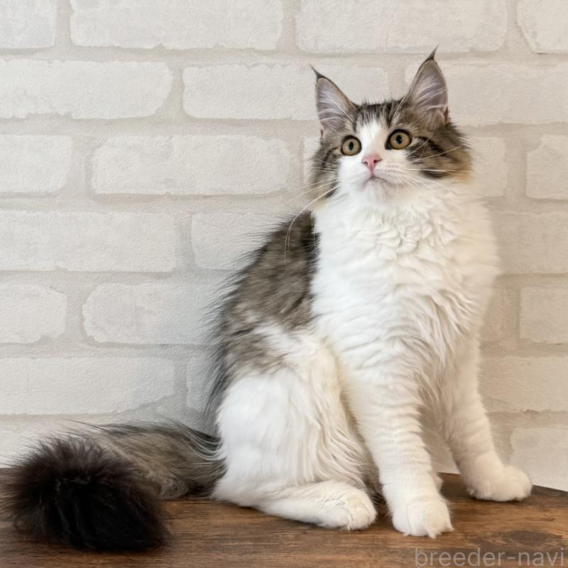 成約済の大阪府のサイベリアン-126975の6枚目