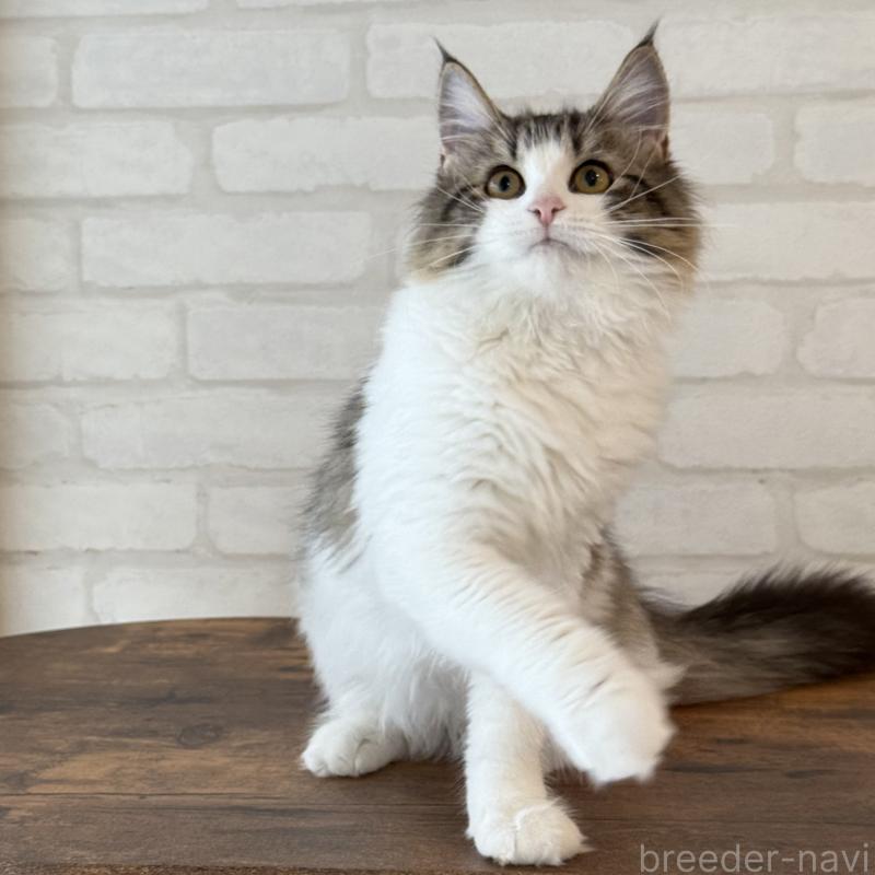 成約済の大阪府のサイベリアン-126975の5枚目