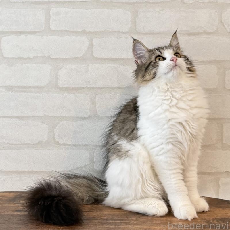 成約済の大阪府のサイベリアン-126975の3枚目