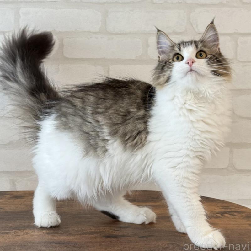 成約済の大阪府のサイベリアン-126975の2枚目