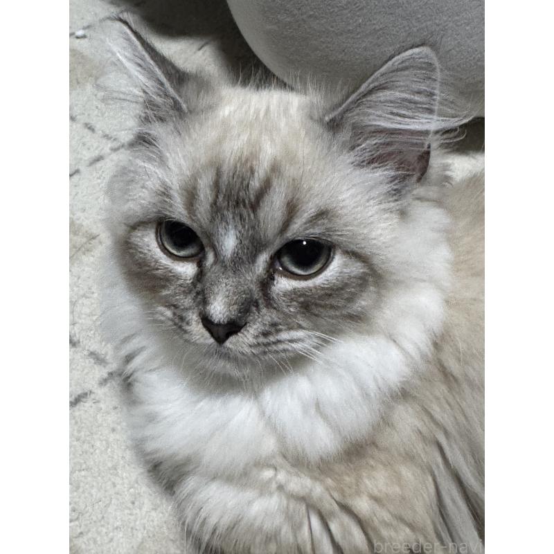 販売中の埼玉県のミックス-129542の4枚目