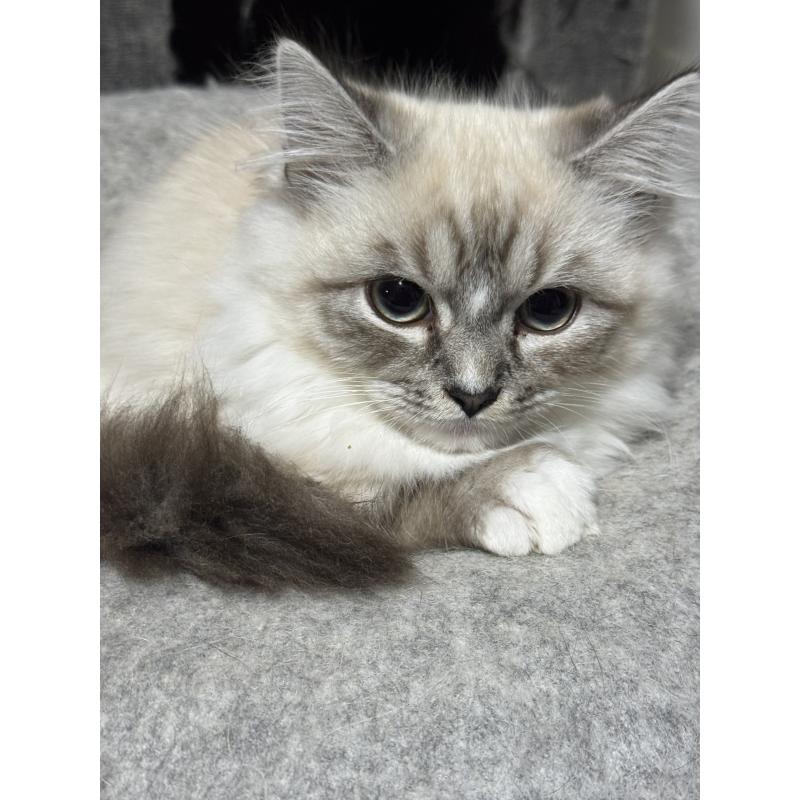 販売中の埼玉県のミックス-129542の2枚目