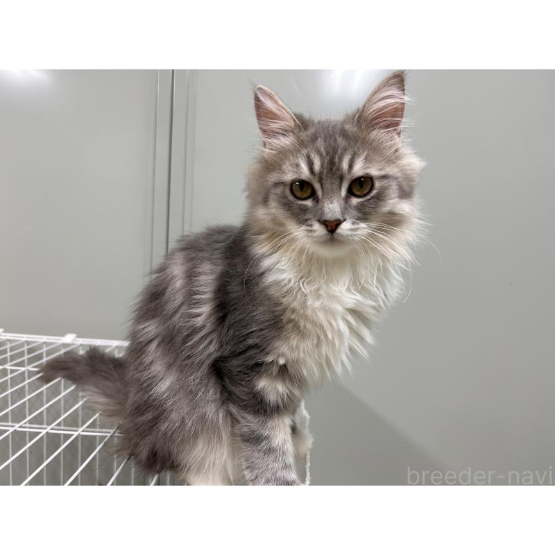 販売中の三重県のラガマフィン-133700の5枚目