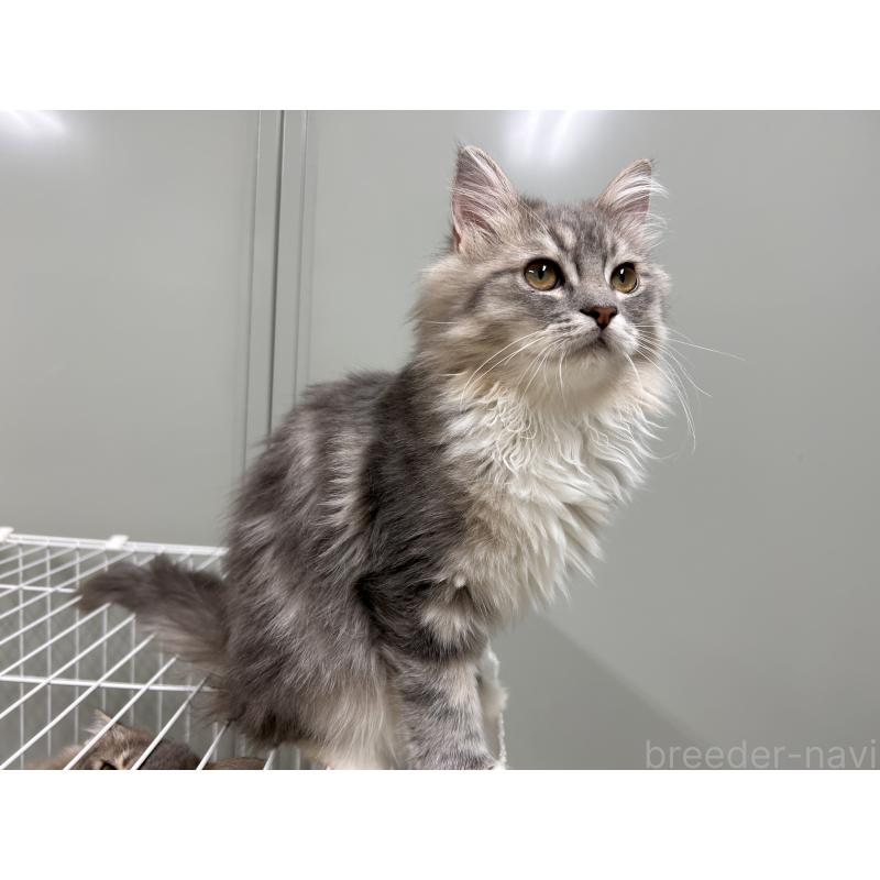 販売中の三重県のラガマフィン-133700の4枚目