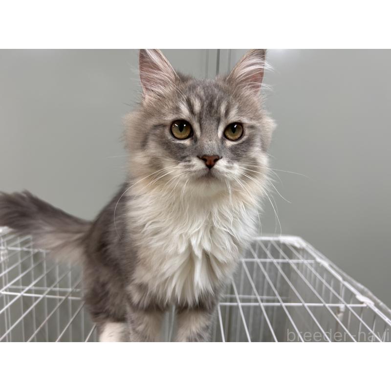 販売中の三重県のラガマフィン-133700の3枚目