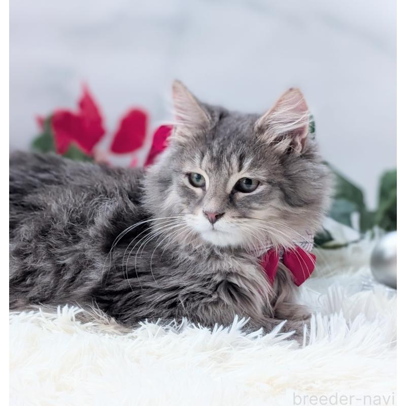 販売中の愛知県のミックス-132738の6枚目