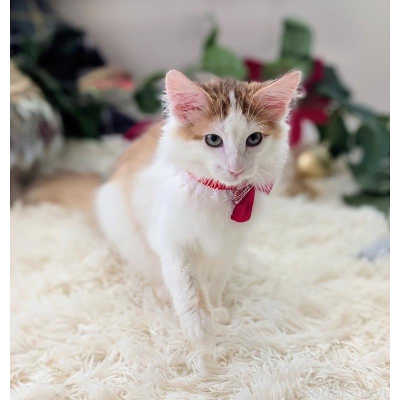 販売中の愛知県のノルウェージャンフォレストキャット-133752の5枚目