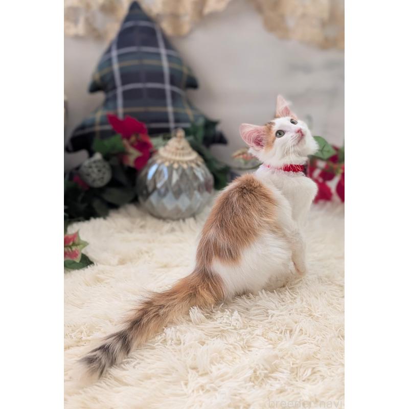 販売中の愛知県のノルウェージャンフォレストキャット-133752の4枚目