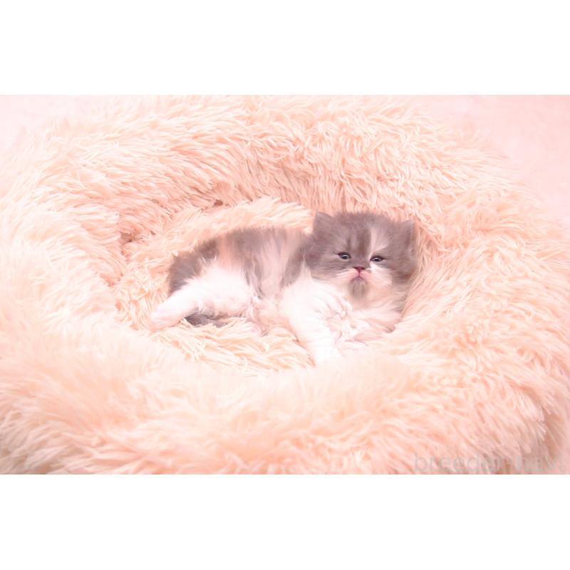 販売中の茨城県のサイベリアン-133753の4枚目