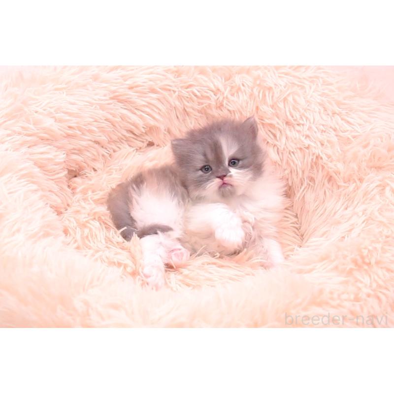 販売中の茨城県のサイベリアン-133753の3枚目