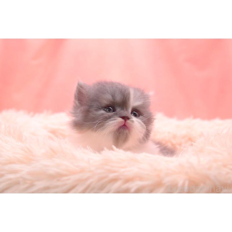 販売中の茨城県のサイベリアン-133753の2枚目