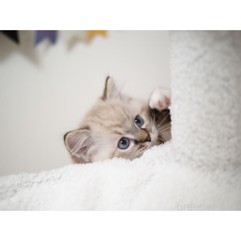 販売中の埼玉県のラグドール-131230の8枚目