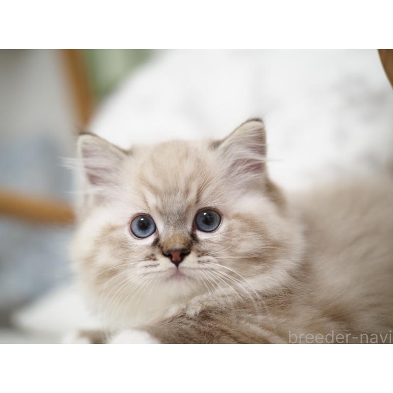 販売中の埼玉県のラグドール-131230の6枚目