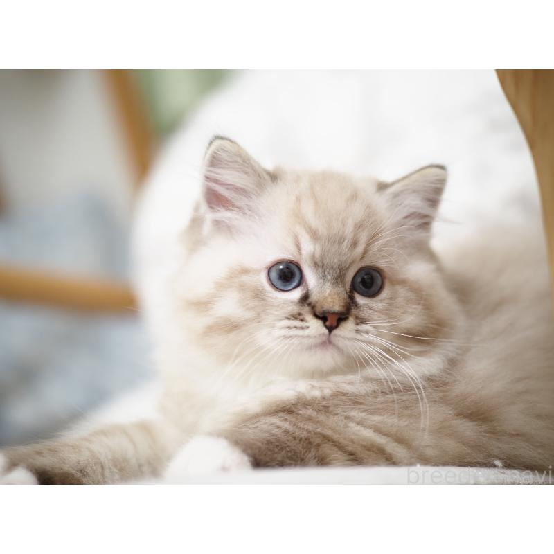 販売中の埼玉県のラグドール-131230の5枚目