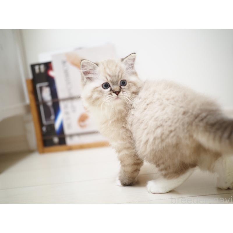 販売中の埼玉県のラグドール-131230の3枚目