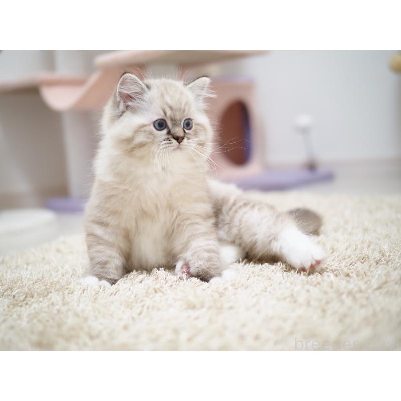 販売中の埼玉県のラグドール-131230の2枚目