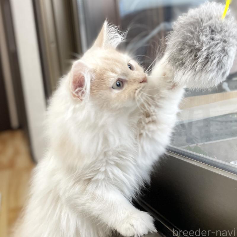 成約済の愛知県のミヌエット-129449の15枚目