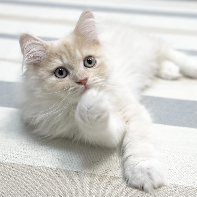 販売中の愛知県のミヌエット-129449