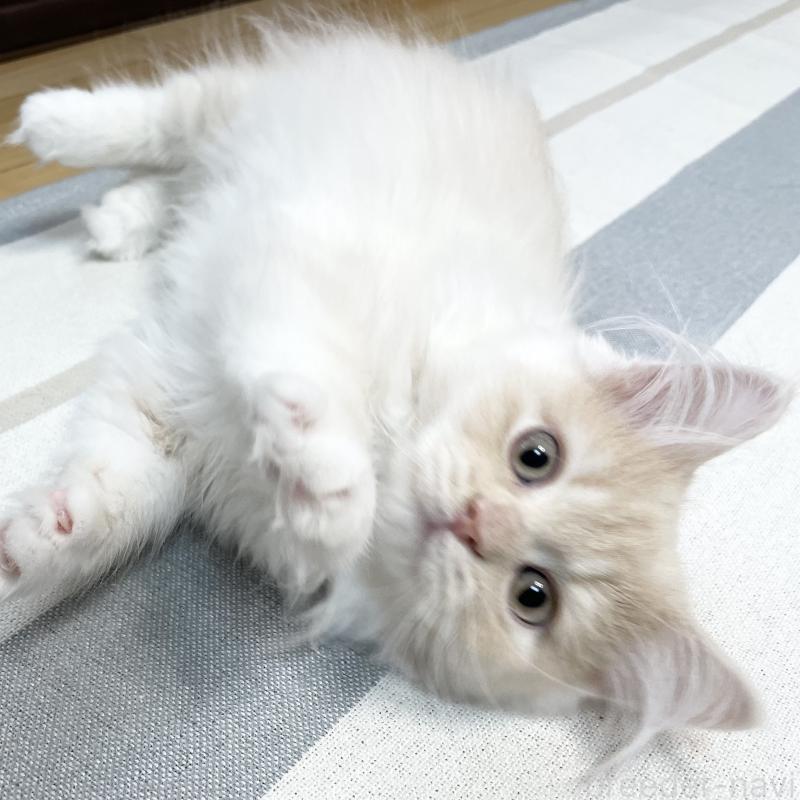 成約済の愛知県のミヌエット-129449の14枚目